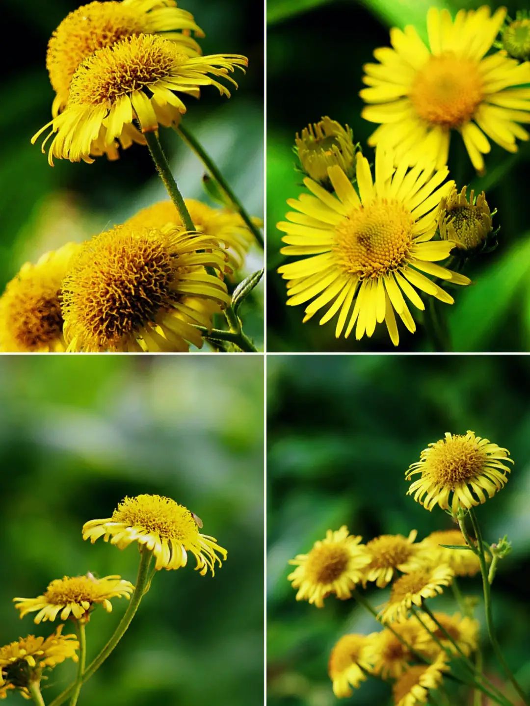 花卉摄影教程 拍出唯美花卉照片44课